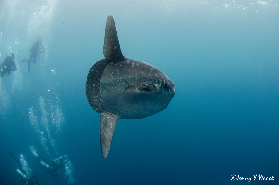 Mola alexandrini or ocean sunfish or common mola (Mola mola) swimming in the Galapagos, 4 scuba divers swim in the background