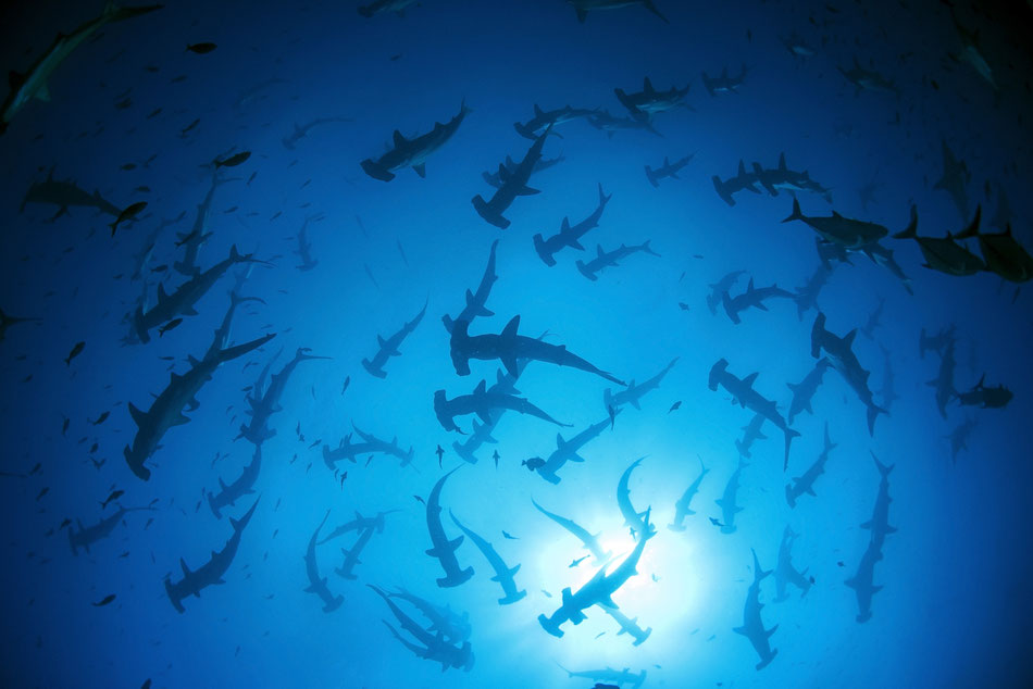 Galapagos Shark Diving - hundreds of hammerhead sharks