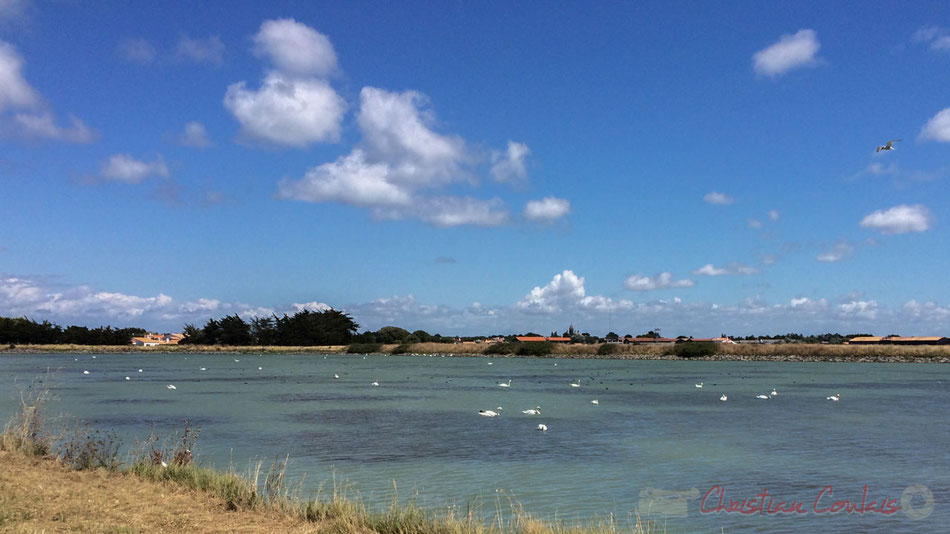 "Lac des cygnes" près de Noirmoutier en l'Île, Île de Noirmoutier, Vendée, Pays de la Loire