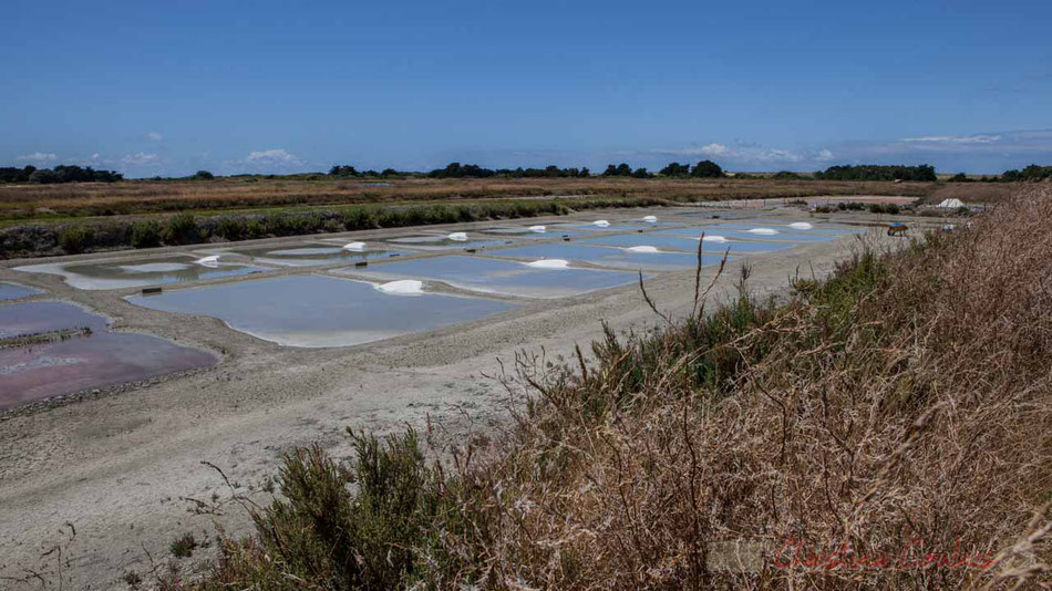 Les marais salants de l'Île de Noirmoutier refuges propices aux oiseaux, Vendée, Pays de Loire