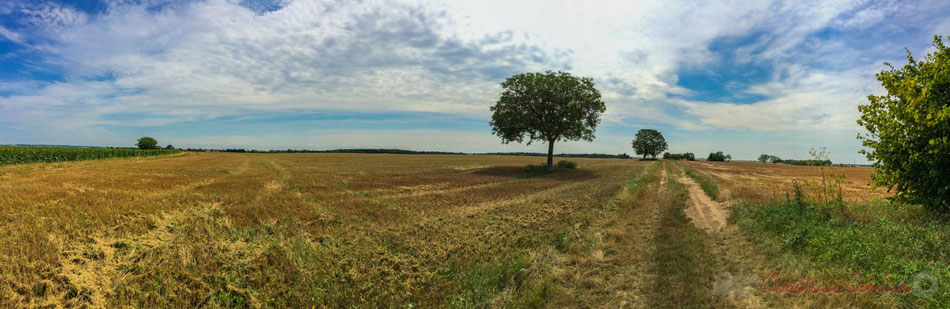 Plaine céréalière du Haut-Poitou, après la moisson d'un champ de blé à Avanton