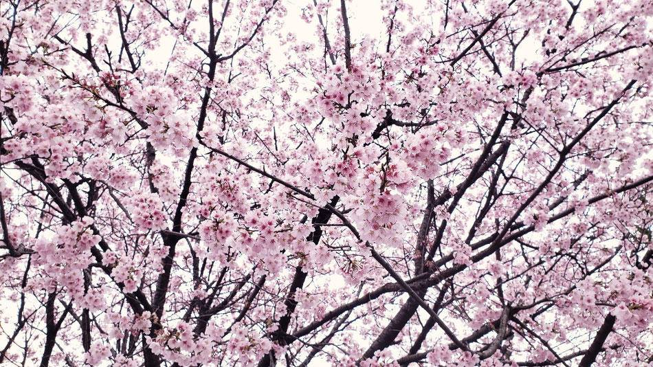 桜満開 埼玉の車磨き専門店・アートディテールの近く