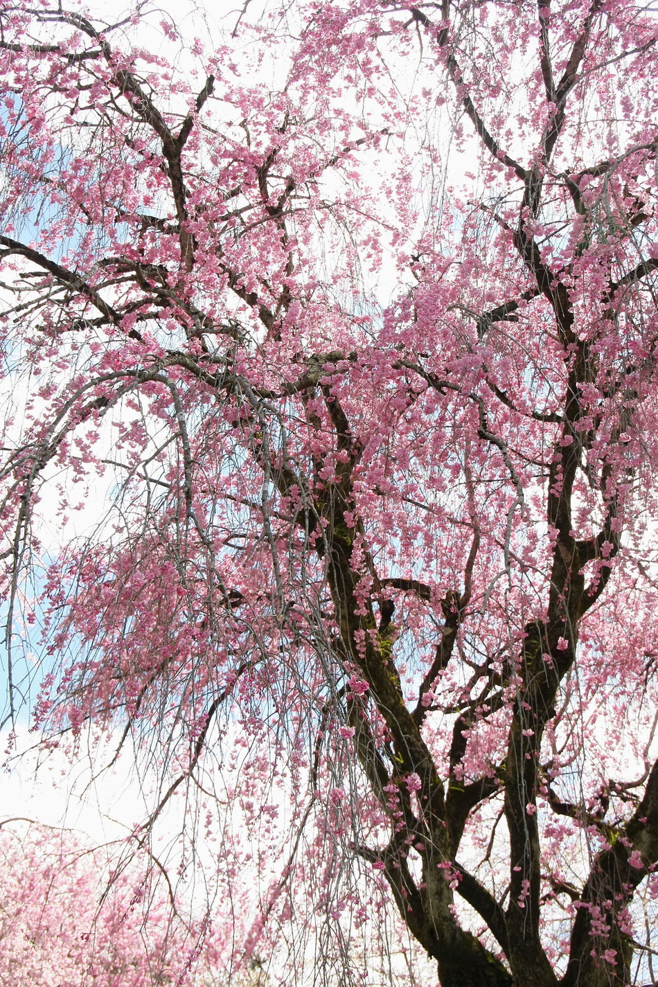 清雲寺(秩父)しだれ桜②