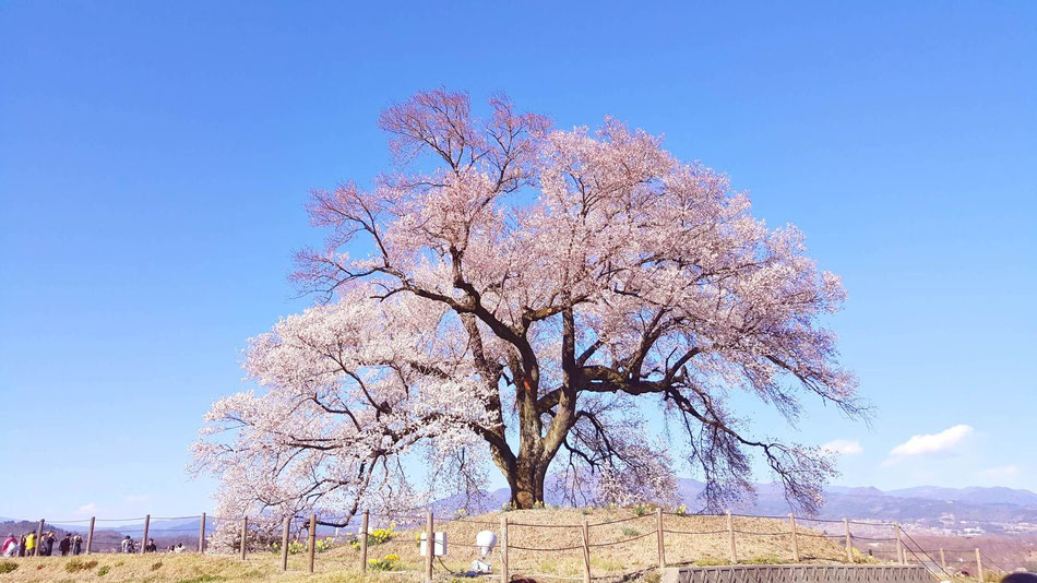 わび塚の１本桜