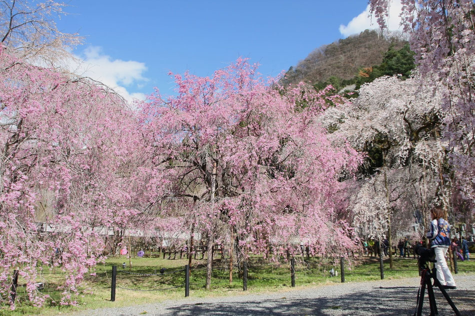 清雲寺(秩父)のしだれ桜③