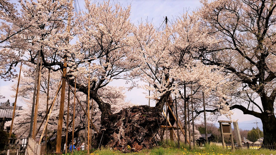 北杜市の神代桜も綺麗でした。樹齢２０００年。