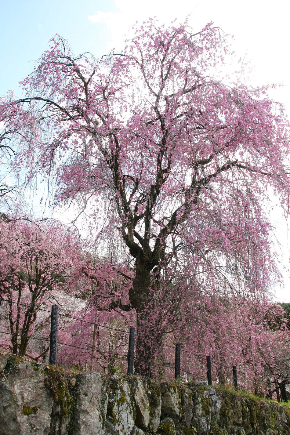 清雲寺(秩父)のしだれ桜①
