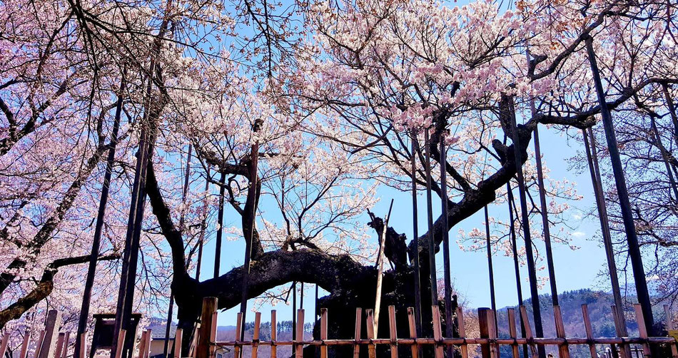 見事に咲いた花。生命の神秘ですね。