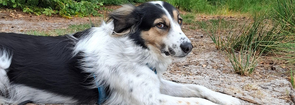 Selbst der Hund weiß: Es gibt wichtigere Dinge im Leben als die To Do-Liste