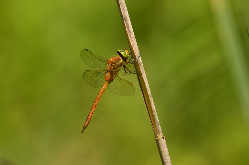 Aeschne isocèle