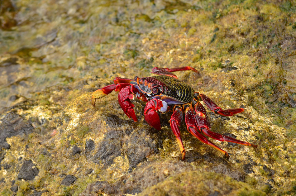 Crabe rouge des Canaries