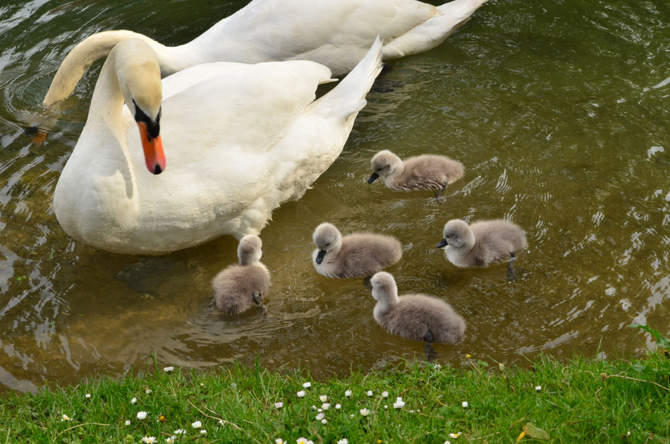 Famille Cygne