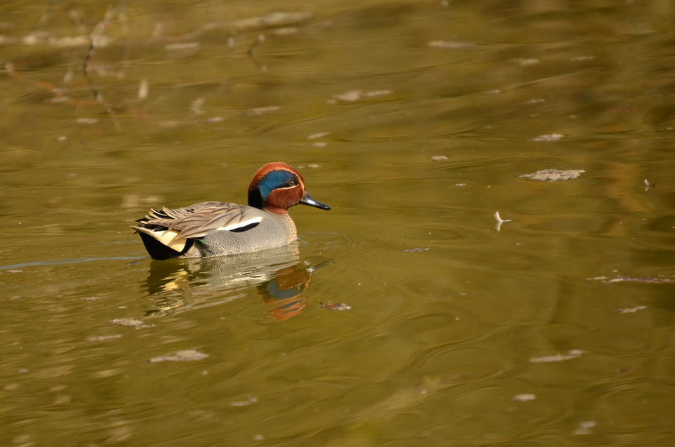 Petite Camargue alsacienne