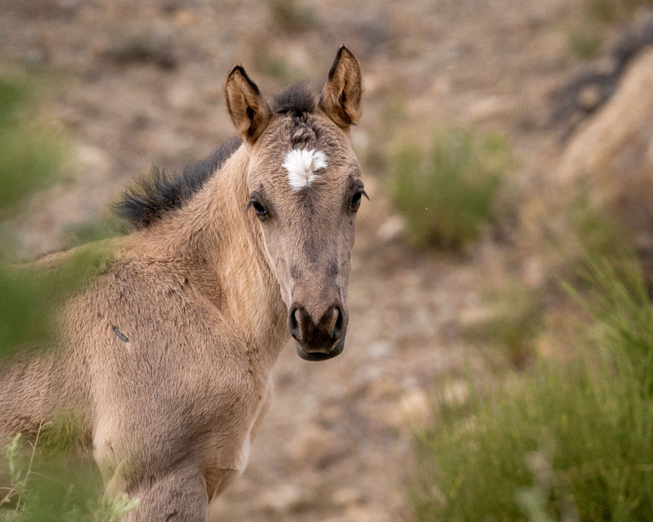 Wildes Mustangfohlen (Hengst) Colorado