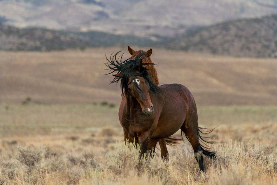 Wilde Mustanghengste Nevada 