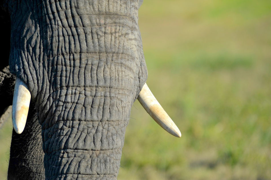 Elephant mit seinen Stoßzähnen aus Elfenbein.