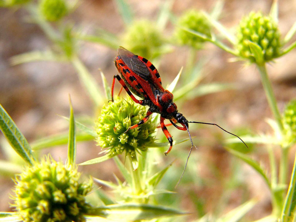 Käfer auf Diestel