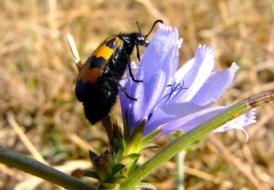 Gelb-schwarzer Käfer auf lila Blume