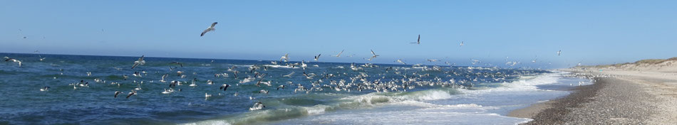 Strand, Meer und Möwen