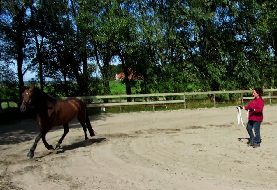 Loswerken met een paard in Heiloo met de freestyle techniek van Emiel Voest.