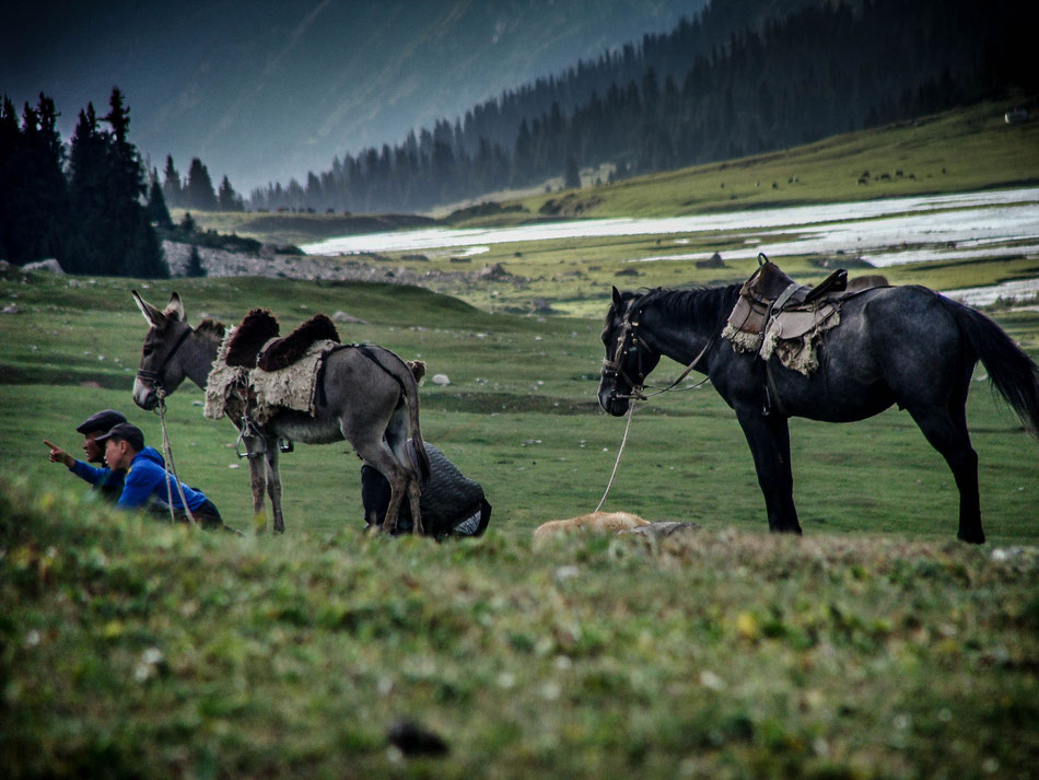 Father, uncle and son and their dog herd all the sheeps, goats, cows and horses.