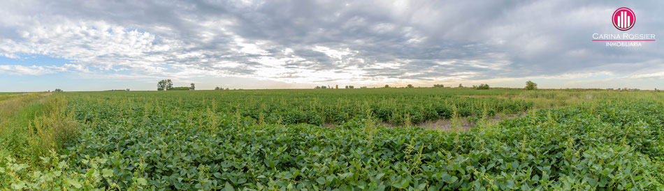 Carina Rossier Inmobiliaria Vende Campo en Colonia Santa Rosa, Entre Ríos. Se venden 26 hectáreas campo en Colonia Santa Rosa Entre Ríos. #Campo #Ganadería #Agricultura #EntreRíos