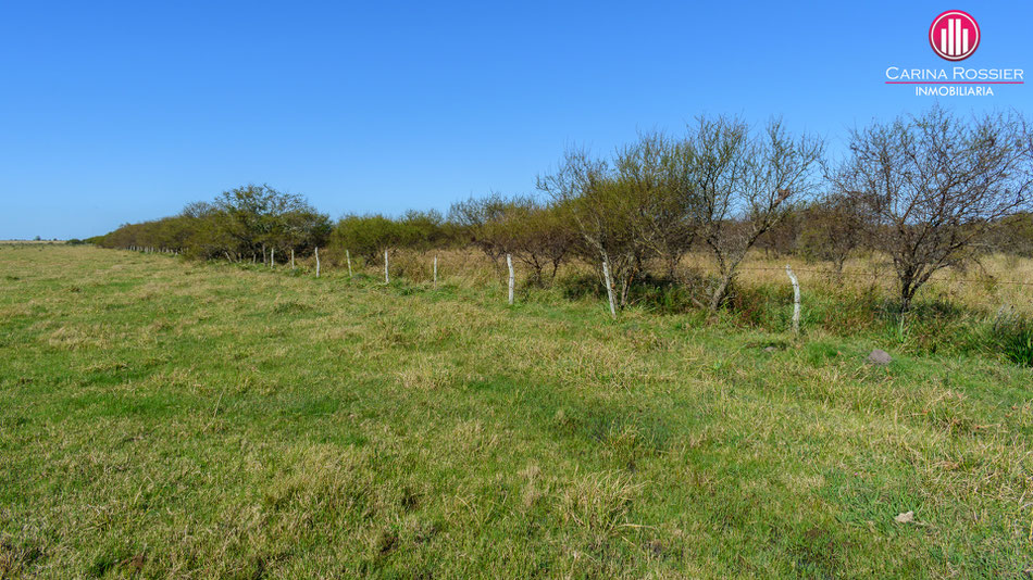 Carina Rossier Inmobiliaria Vende Campo en Colonia Santa Rosa, Entre Ríos. Se venden 140 hectáreas Agrícolas en Entre Ríos. #Campo #Ganadería #Agricultura #EntreRíos