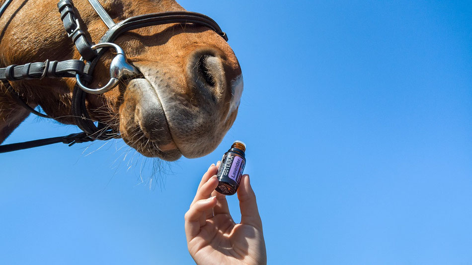 Aromatherapie, Tierheilpraktikerin Birte Kommeroh, Schleswig Holstein