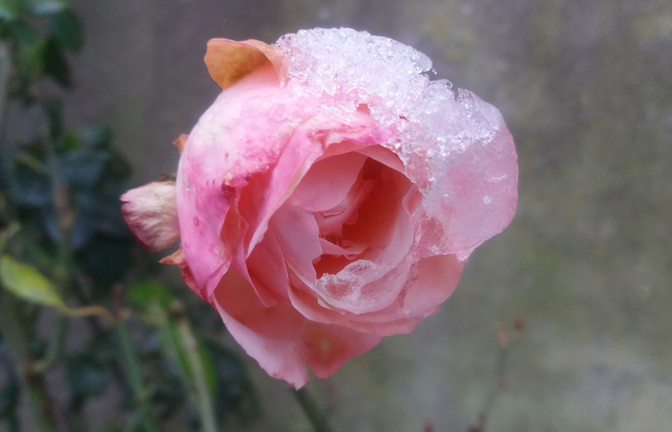 Was man tief in seinem Herzen besitzt, kann man nicht durch den Tod verlieren. (Johann Wolfgang von Goethe)