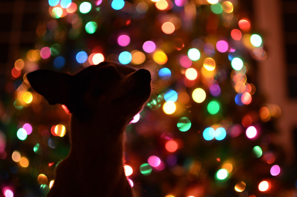 Weihnachten mit Tieren, Tierheilpraktikerin Birte Kommeroh, Schleswig Holstein