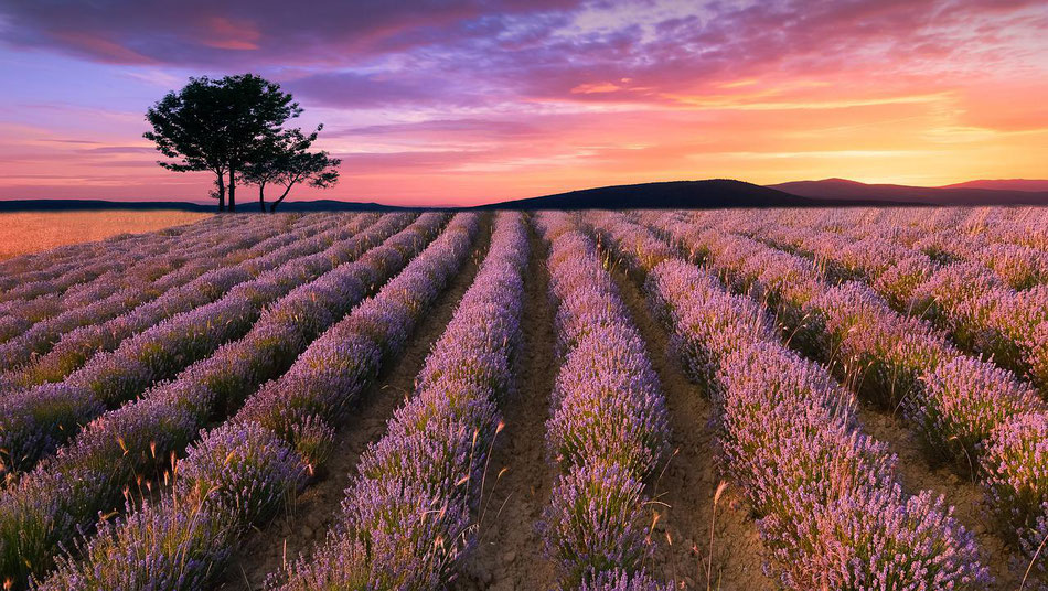 Lavandula angustifolia (echter Lavendel) wirkt beruhigend, entspannend und stressmindernd. Lavendel-Hydrolat desinfiziert und regeneriert die Haut, z. B. bei Verbrennungen, Entzündungen oder Pilzbefall. Bild: Pixabay / John_Nature_Photos