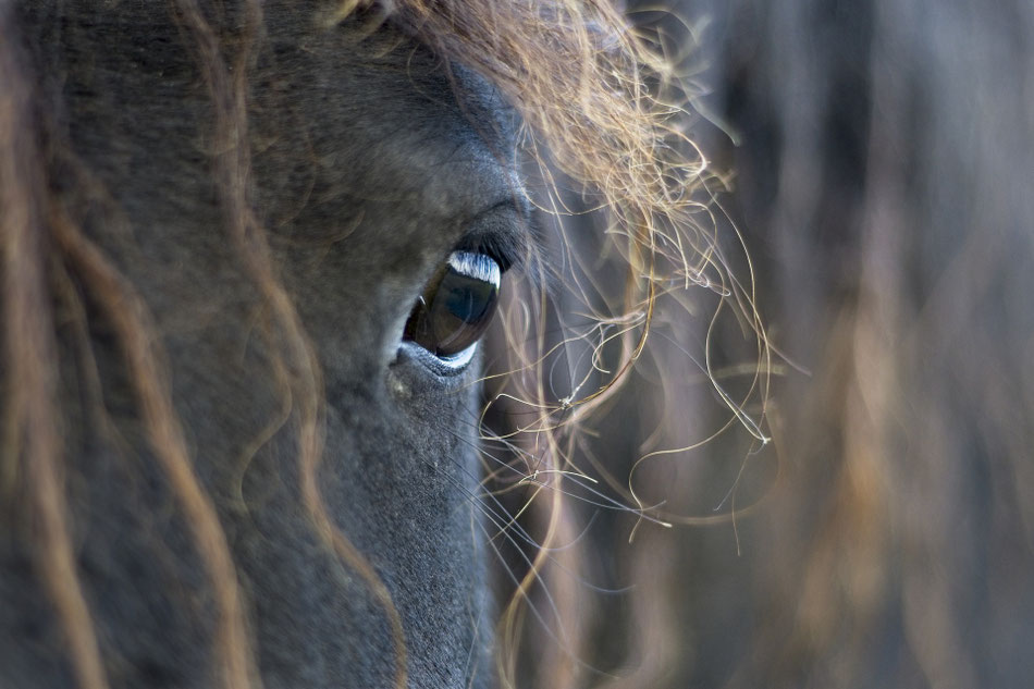 Wie Tiere ihre Menschen spiegeln, Tierheilpraktikerin Birte Kommeroh, Schleswig Holstein