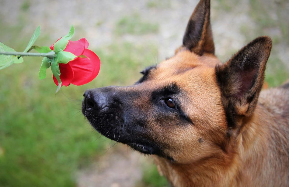 Die richtige Auswahl spielt in der Aromatherapie eine entscheidende Rolle. Dieser Hund mag Rosen-Duft :-)