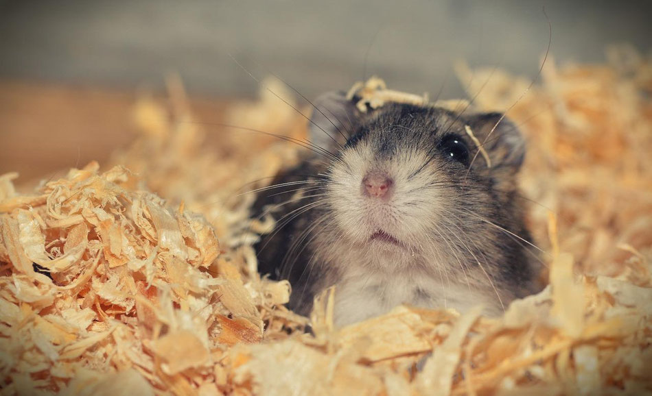 Bei Hamstern sollten - wenn überhaupt - nur Hydrolate angewendet werden. Diese sind dann mit Vorsicht zu dosieren. Gleiches gilt für Kaninchen und Meerschweinchen. Bild : Pixabay / Martin Javorek