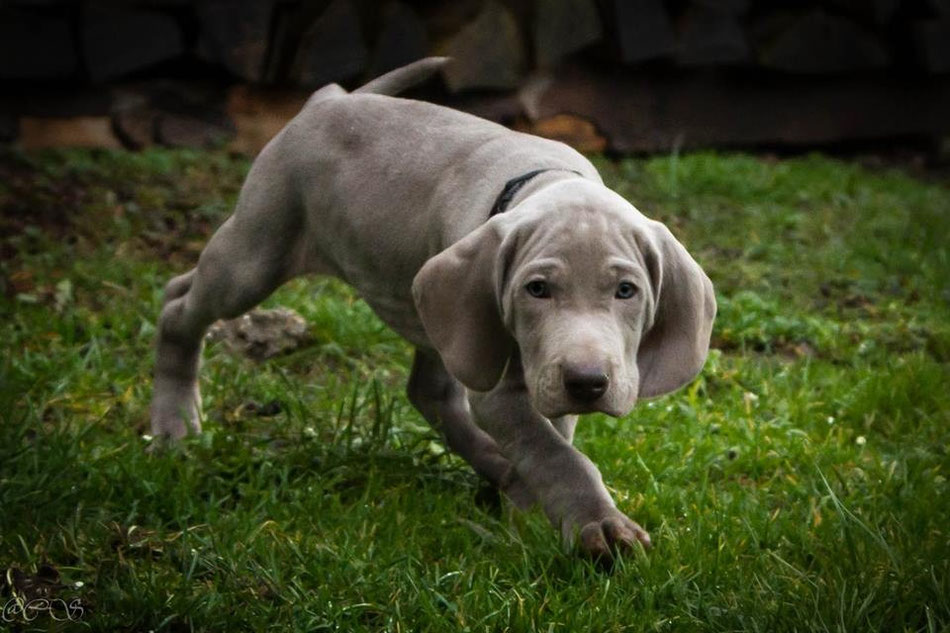 Weimaranerwelpe - Foto von Carmen Schad