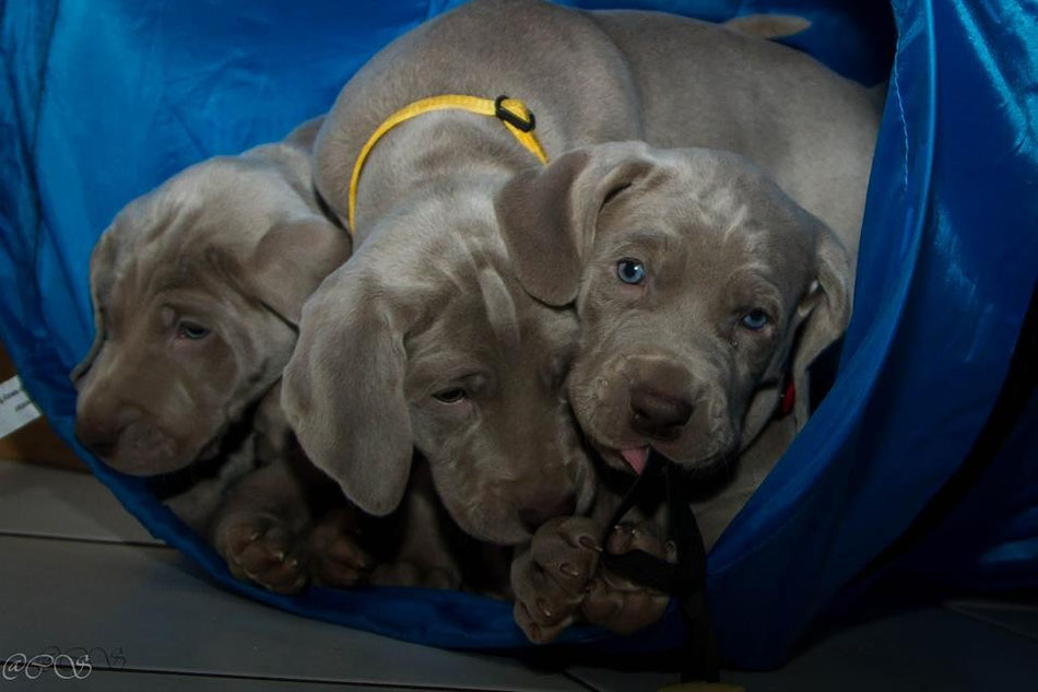 Weimaranerwelpen - Foto von Carmen Schad