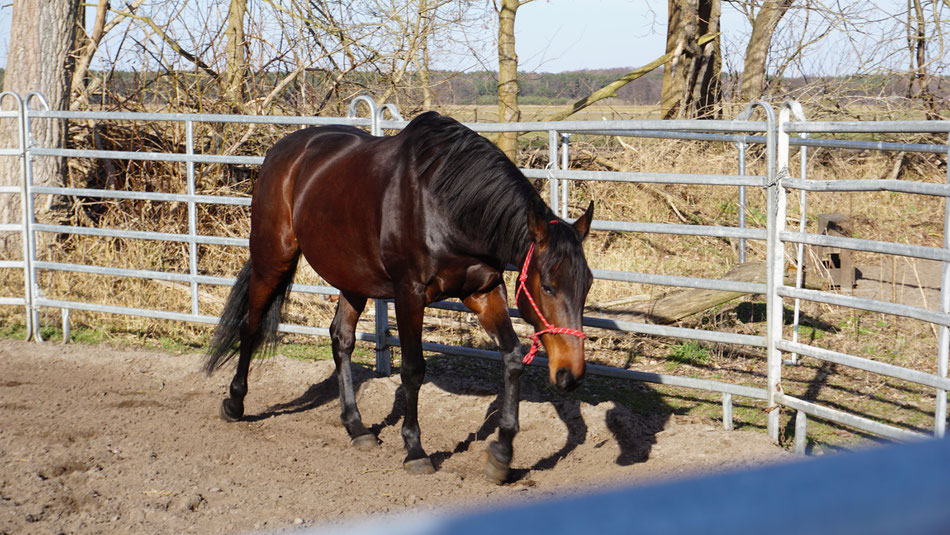 Foto: Raimund Kniffki /03/18 - Oldenburger Stute Cenzie entspannt im Roundpen