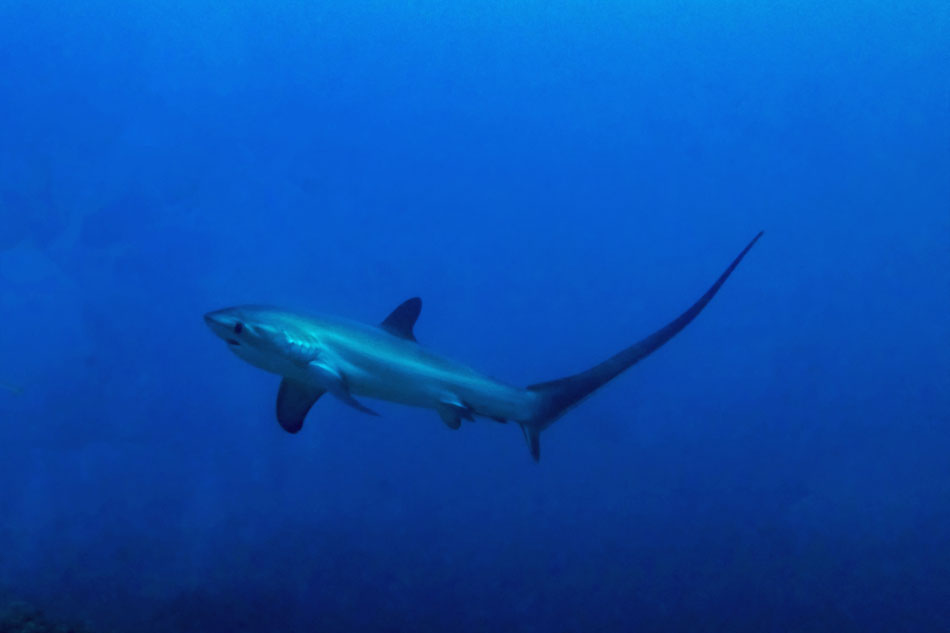 Thresher shark on PED dive site in Nusa Penida