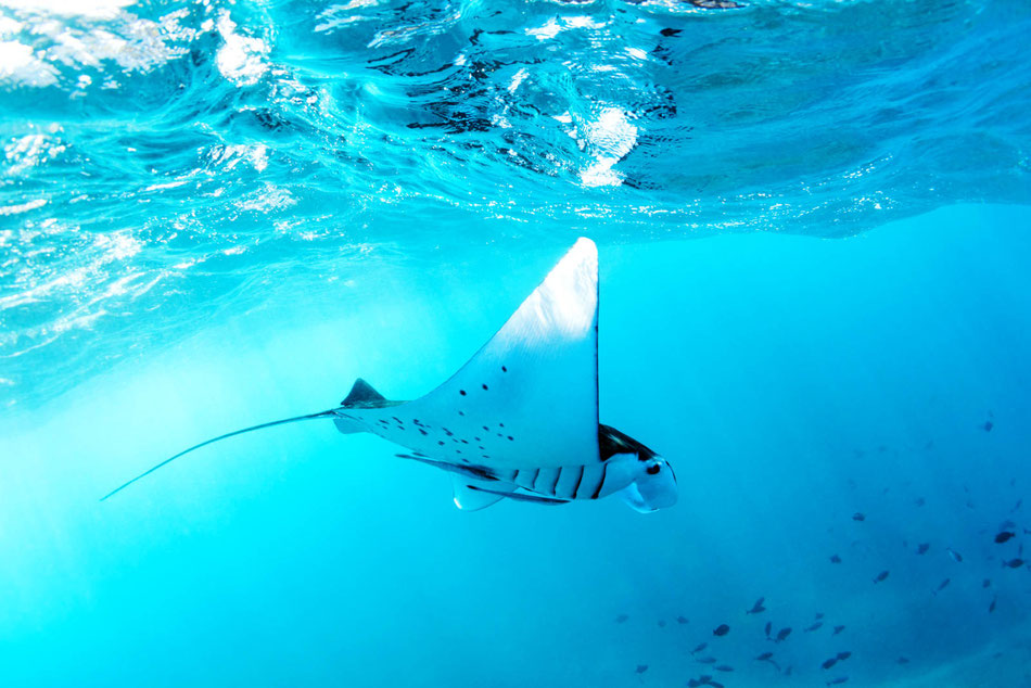 Swimming and diving with manta ray at Nusa Penida