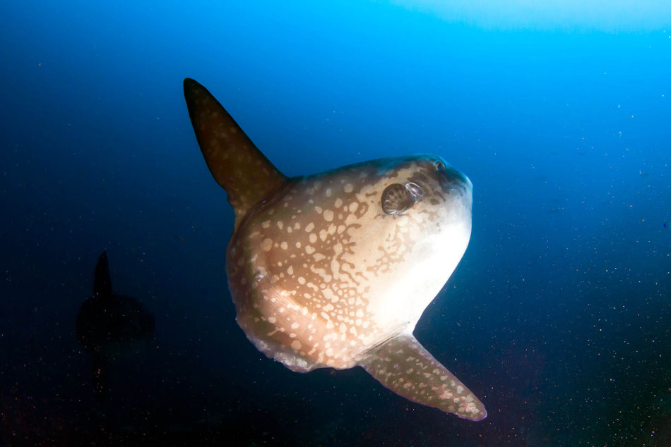 Mola Mola ocean sunfish at crystal Bay, Nusa Penida, Bali.