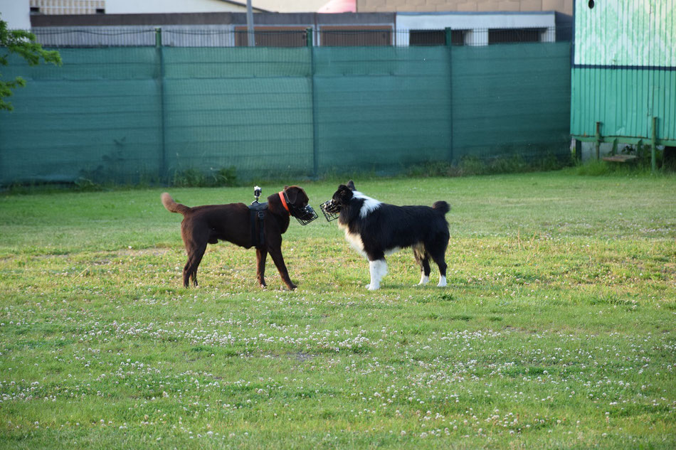 Toni (mit Kamera uf dem Rücken) und Barny, zwei intakte Rüden. Foto: Hendrik Archenhold