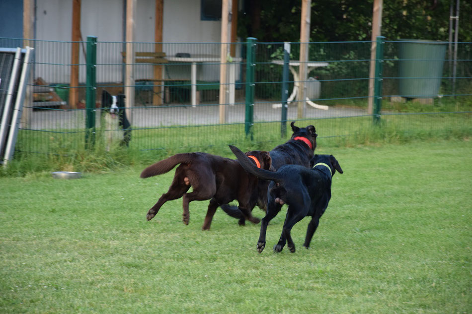 Toni, Finch und Schiva (Barny hinterm Zaun). Foto: Hendrik Archenhold