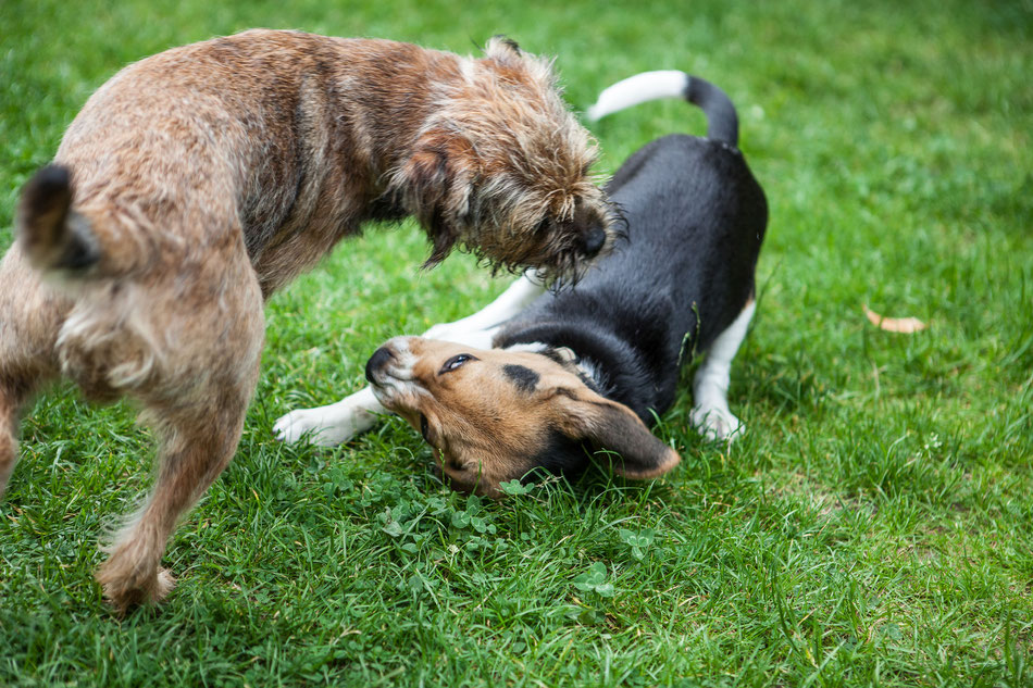 Dexter und Hunter - Foto: Pia Michnik