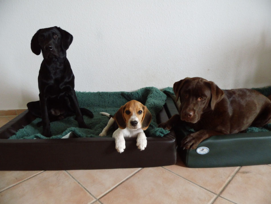 Finch (8 Monate alt), Hunter (4 Monate alt) und Toni (4 Jahre alt)