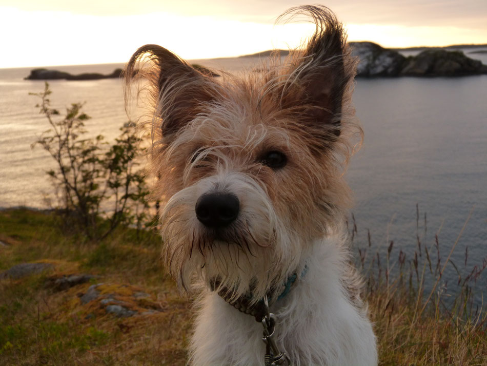 Hund mit lustigen spitzen Ohren sitzt in Abenddämmerung am Meer Kromfohrländer