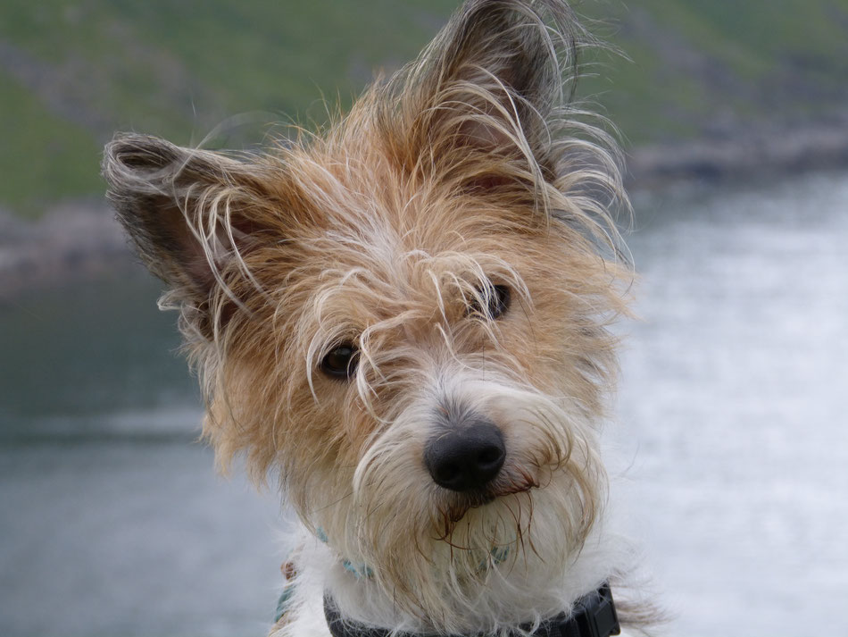 Hundekopf schaut in Kamera Kromfohrländer Hund hält Kopf leicht schräg