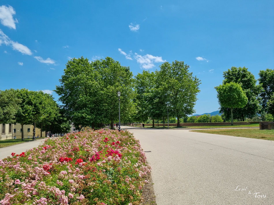Die baumbestandene Promenade befindet sich auf der Stadtmauer von Lucca und hat uns sehr ins Staunen gebracht