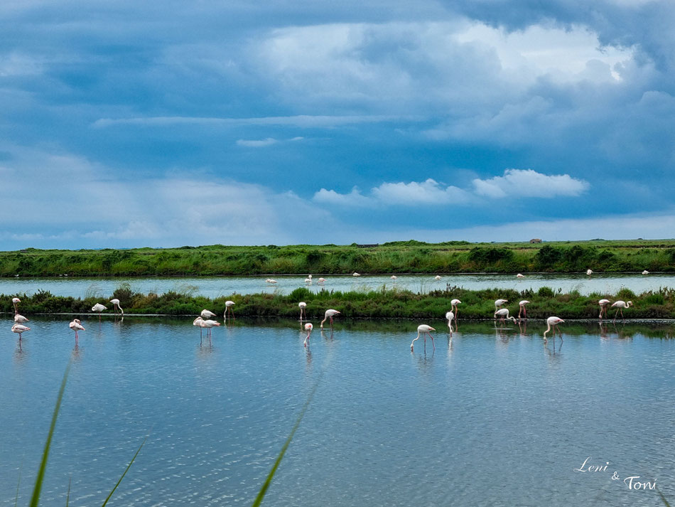 Bei einem Spaziergang an der Saline von Comacchio können wir zahlreiche Flamingos beobachten