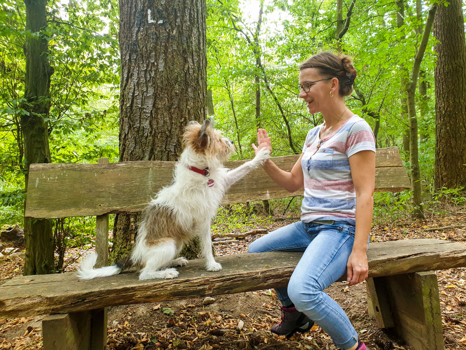 Kromfohrländerhündin gibt 5 im Wald