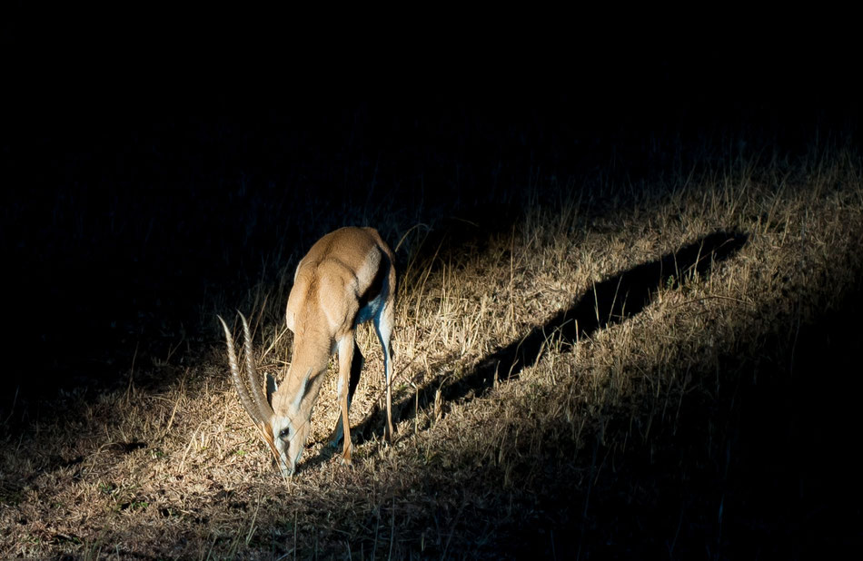 Masai Mara - Nikon D700 w/ 60mm f/2.8 at 1/15 f/5.6 ISO400 / One Speedlight w/ beamer to camera left